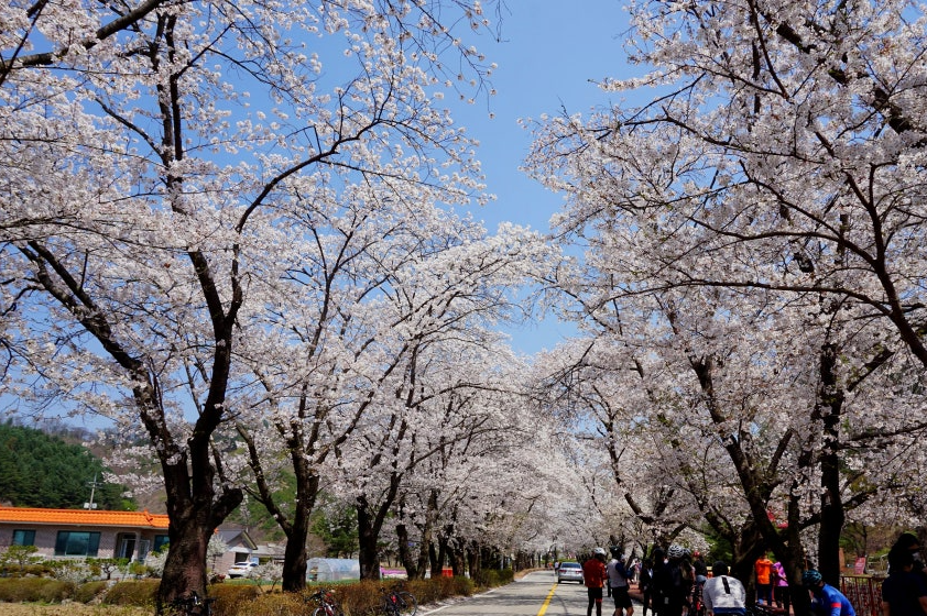 2025 벚꽃 개화시기