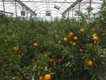 천혜향 재배 가지치기 봉지 씌우기 저장 요령_29