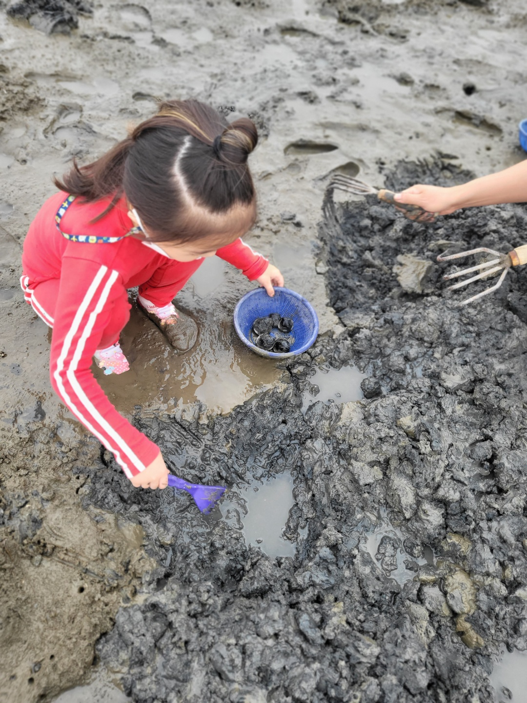 서천 갯벌체험&amp;#44; 모시조개 캐기 (서천송림갯벌체험장)