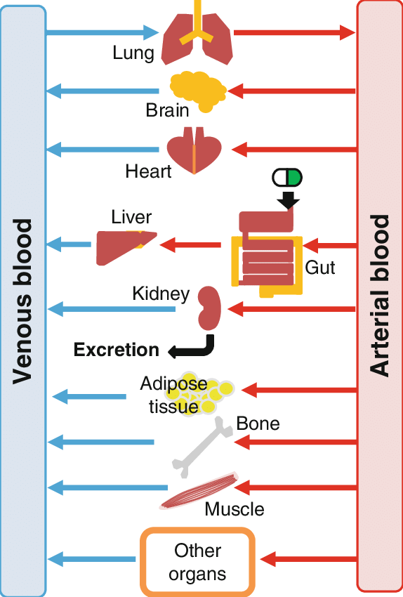 PBPK 모델(Physiologically Based Pharmacokinetic Model)