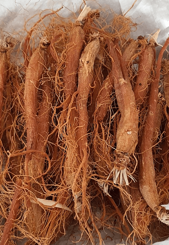 건강에 도움이 되는 홍삼 여러개가 놓여 있다