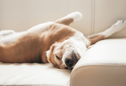 자면서 기지개를 켜는 개.