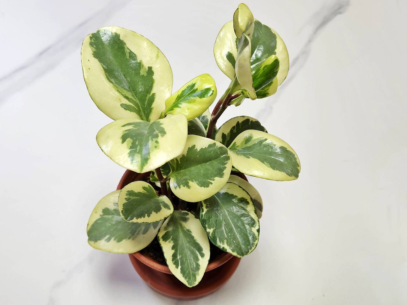 무늬페페(페페로미아 바리에가타) Peperomia Variegata