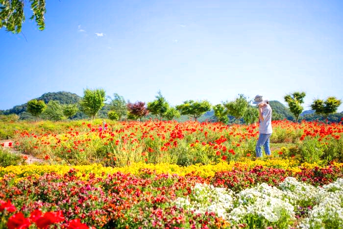 빨간 꽃밭에 한 여인이 걸어가고 있다.
