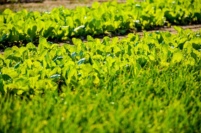 상추 씨 뿌리기