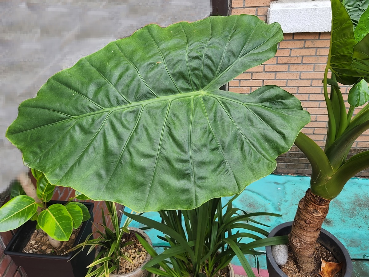 알로카시아