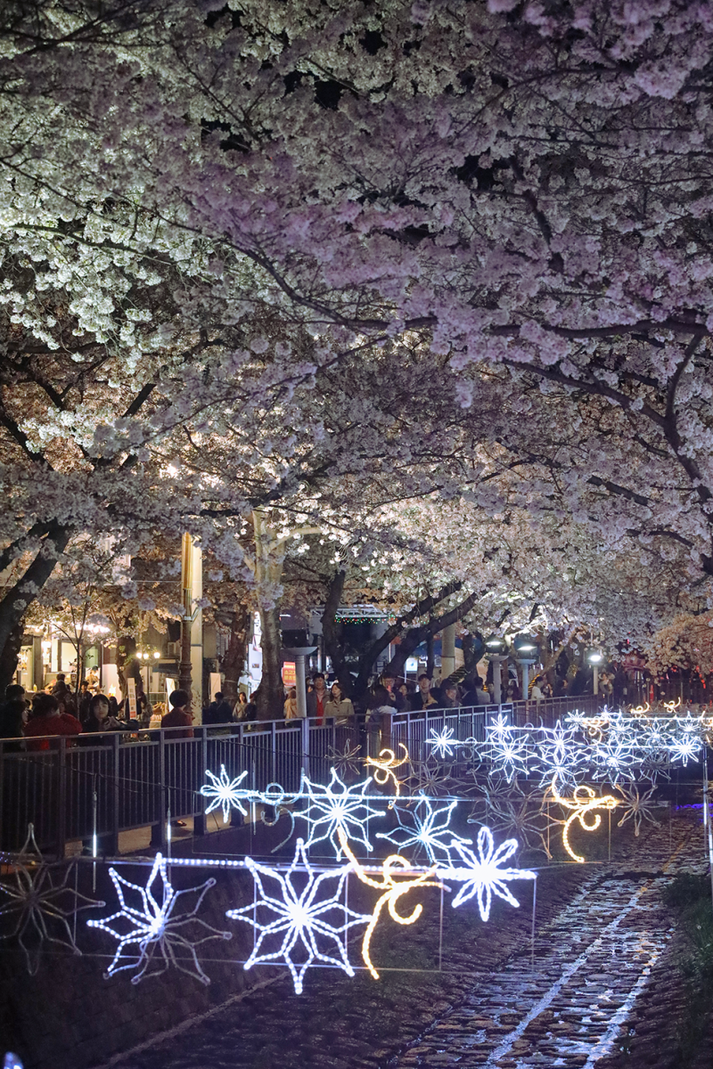 전국 벚꽃 개화 시기 확인하러 가기 (산림청 공식)