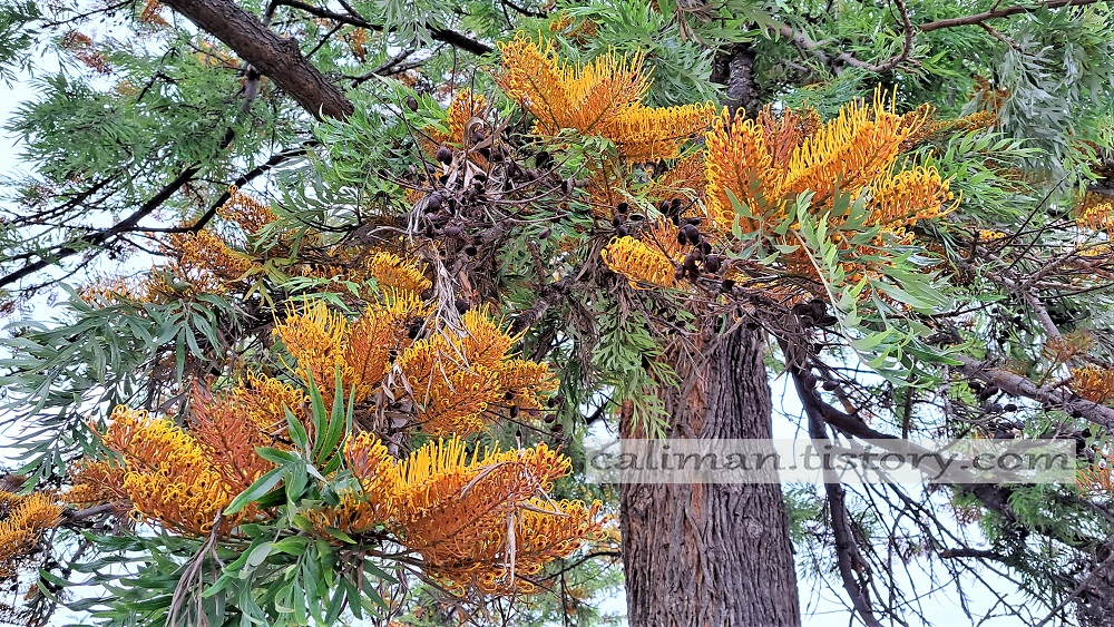 Silky oak