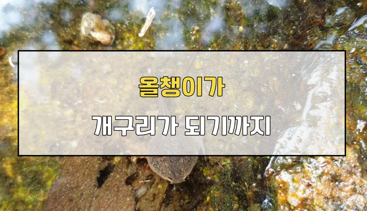 올챙이와 개구리