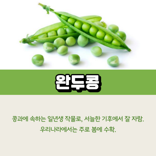 완두콩효능