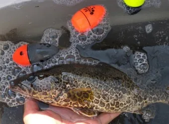 5월 쏘가리 금어기 시작 전국 금지 기간 완벽 정리와 낚시 규정_20