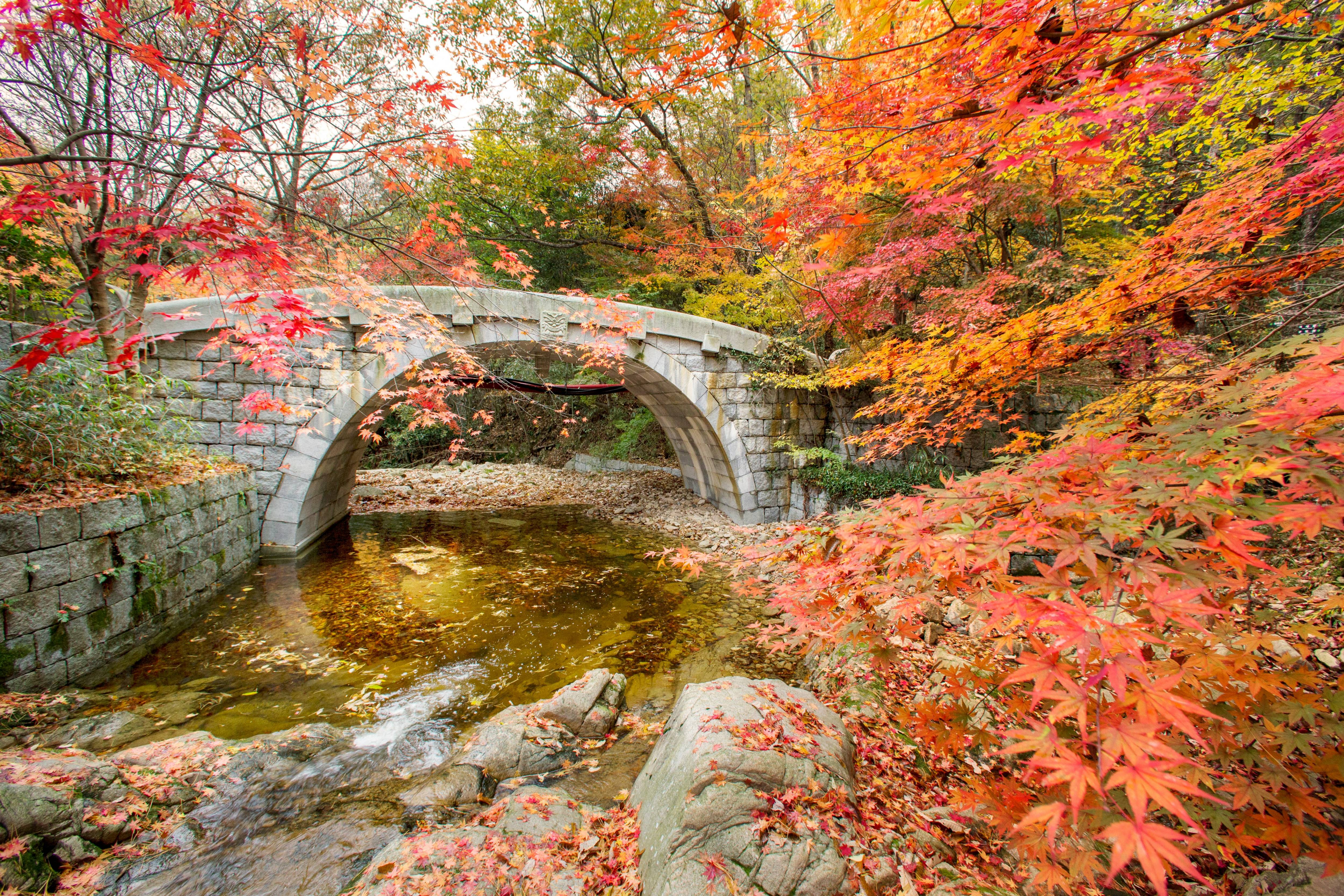 화담숲 단풍시기부터 주차·숙소·맛집까지|가을여행 필수정보 총정리!