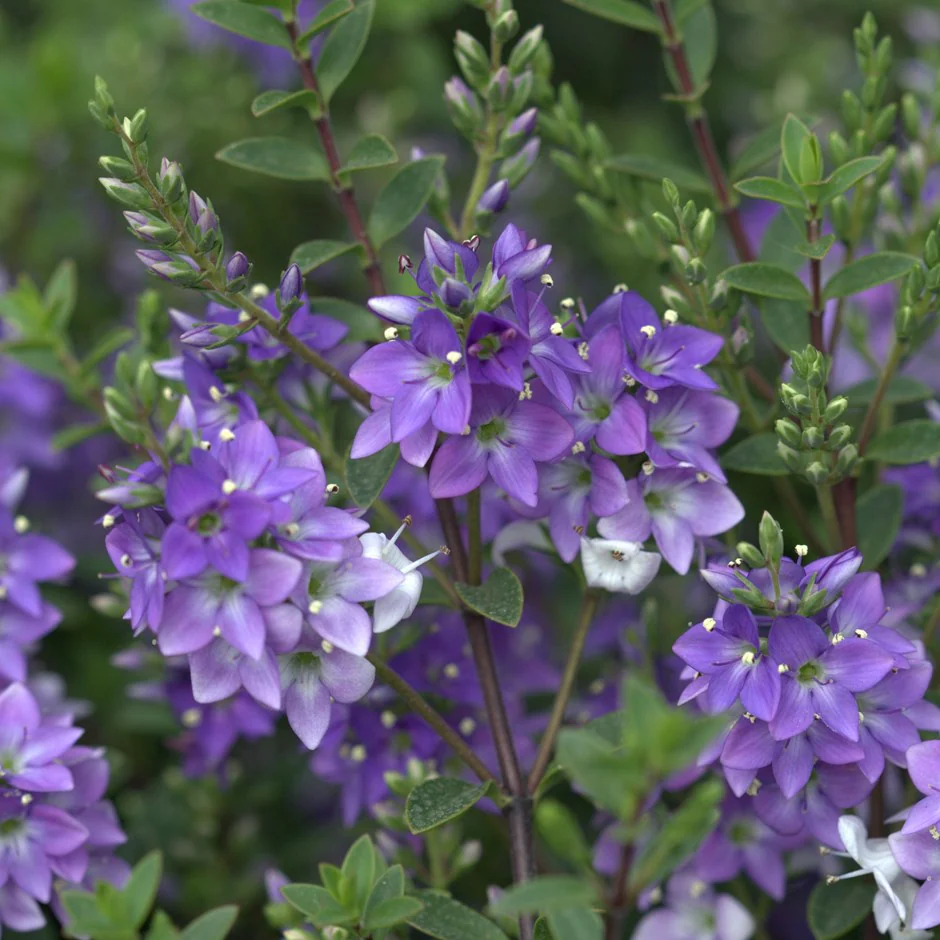 봄 여름 인기있는 웨딩 꽃 베로니카