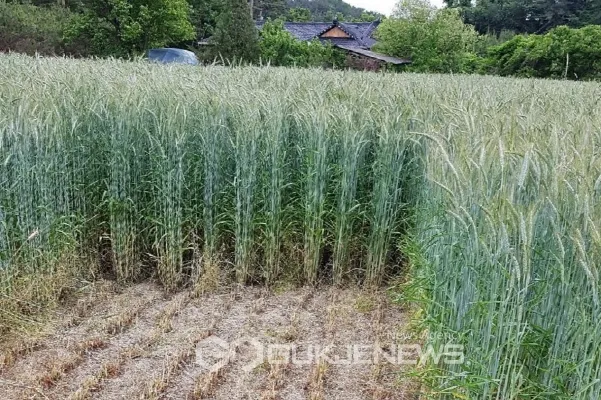 호밀 재배 가을 파종 추위 강함 사료용 수확_2