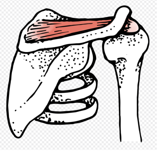 회전근개 관련 사진