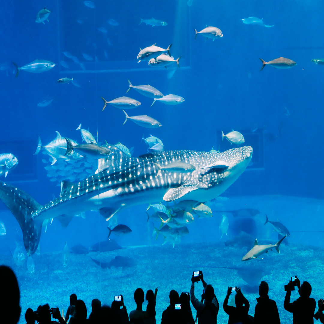 오키나와 여행 관련 사진