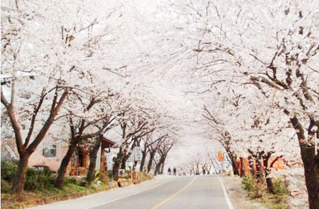 2025 전국 벚꽃 명소 서울부터 제주까지 추천