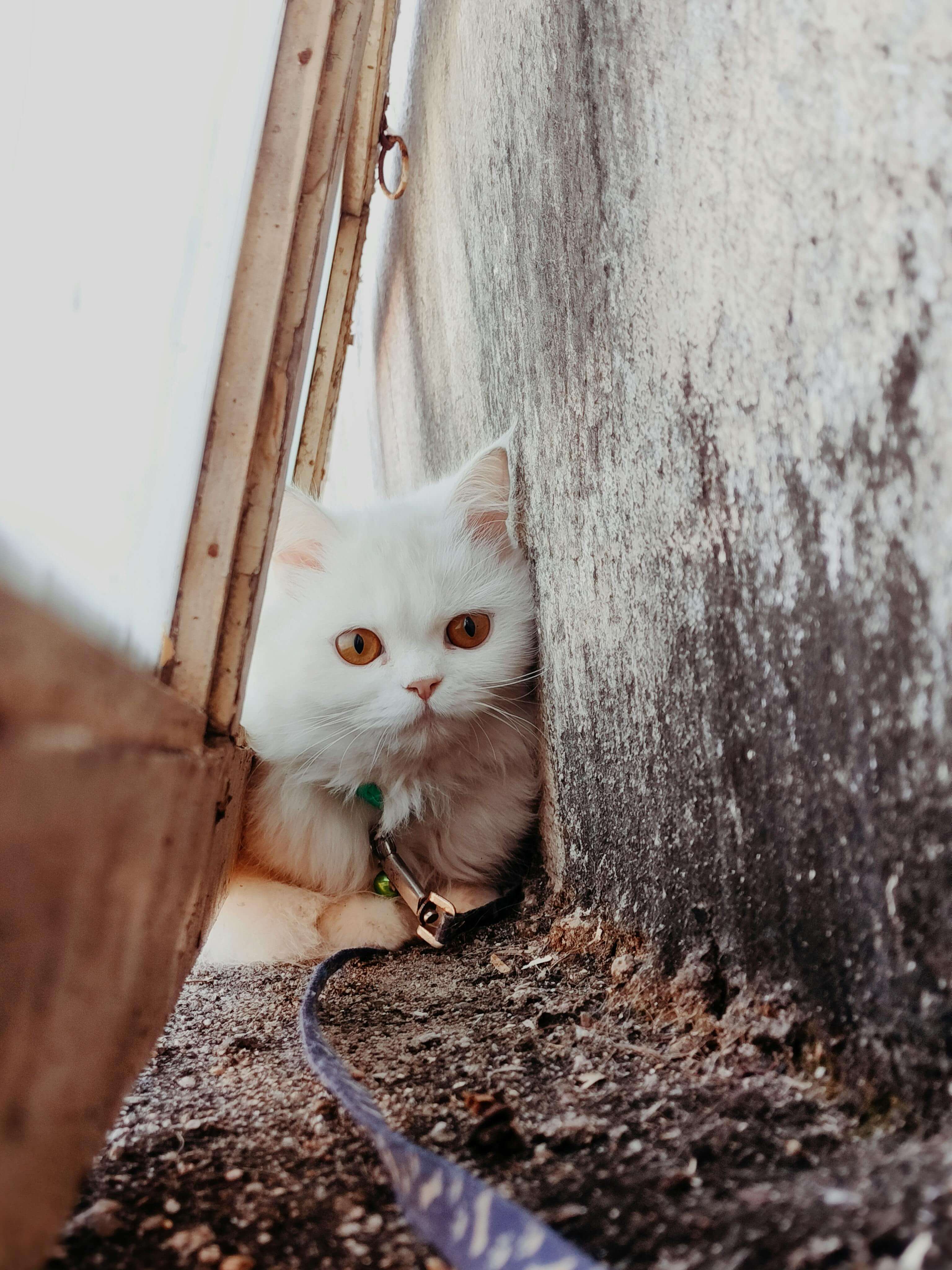 반려묘 신부전 치료비&middot;관리비 총정리 (2025년 최신 기준)