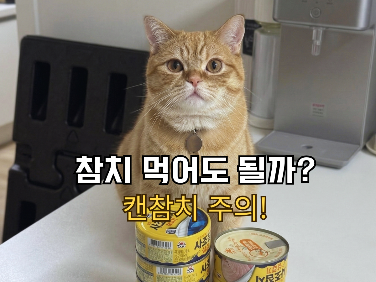 참치캔 앞에 앉은 치즈 고양이 뽀리 사진 위로 '참치 먹어도 될까? 캔참치 주의!'라고 적힌 블로그 썸네일 이미지