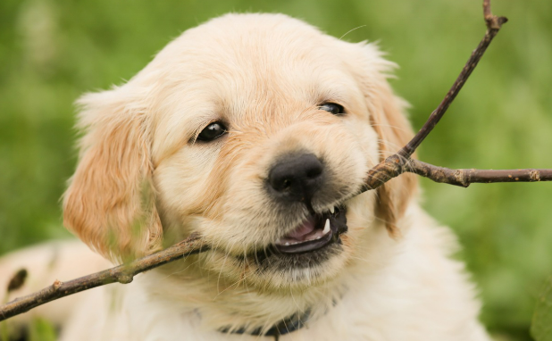 강아지가 산책을 나와서 나뭇가지를 물고 있는 이미지