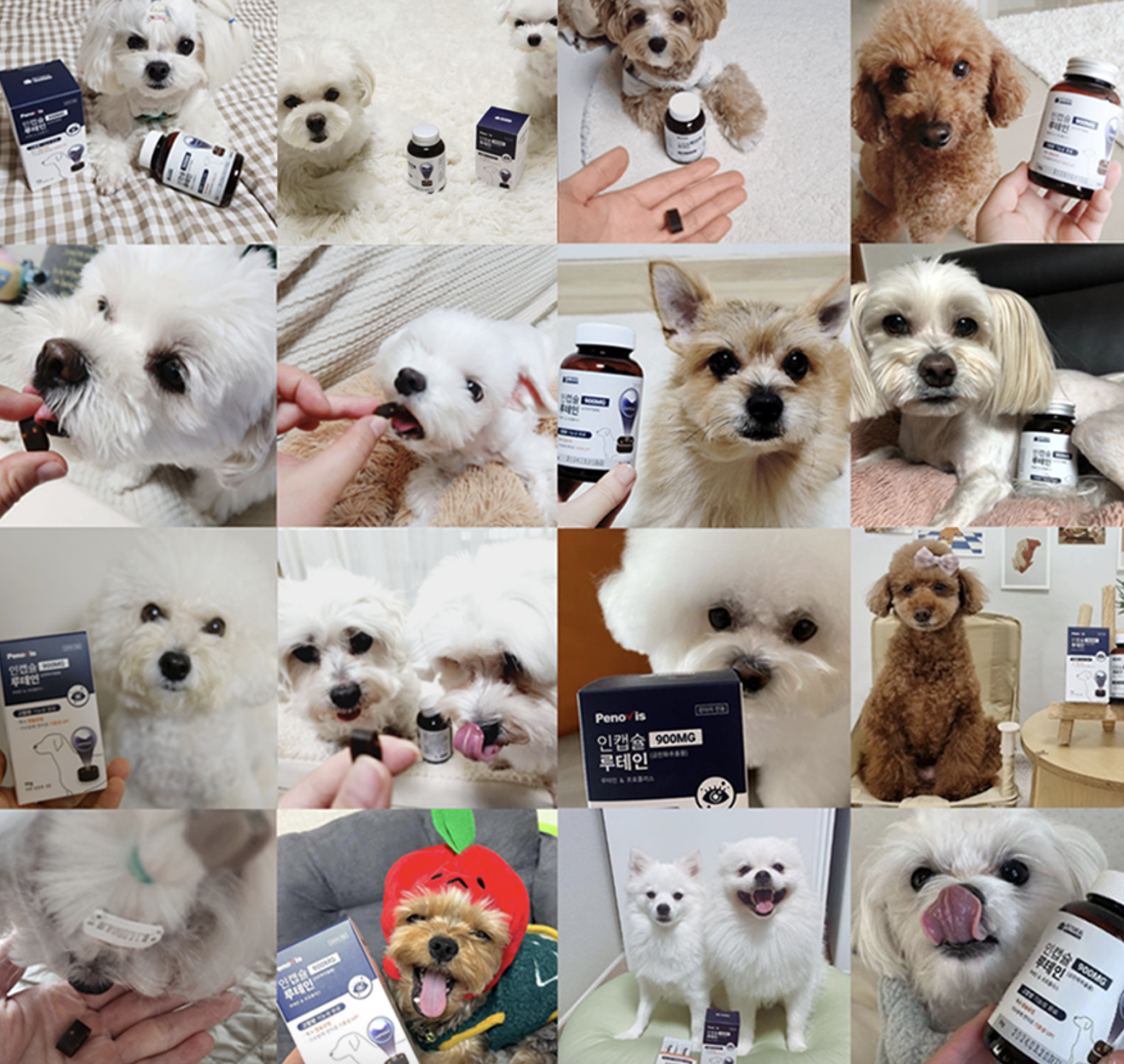 후기 많은 강아지 백내장 눈 영양제 3종 비교 추천 관련 사진