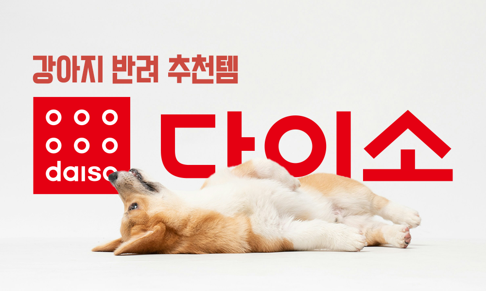 다이소-강아지-추천