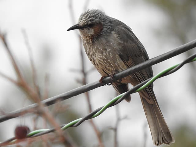 바람을 타는 새의 비밀: 효율적인 항공기 설계의 미래