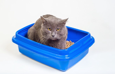 고양이 화장실 안에서 웅크리고 있는 고양이.