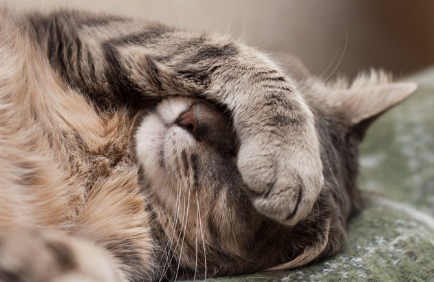 얼굴을 가리고 자는 고양이.