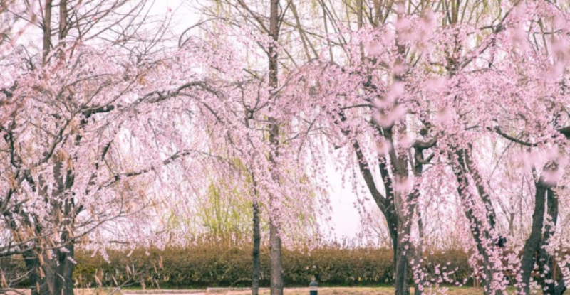 군산 선유도 공원