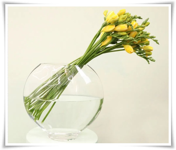 "프리지아" 봄을 알리는 황금빛 향기, 그 매력과 재배의 모든 것!