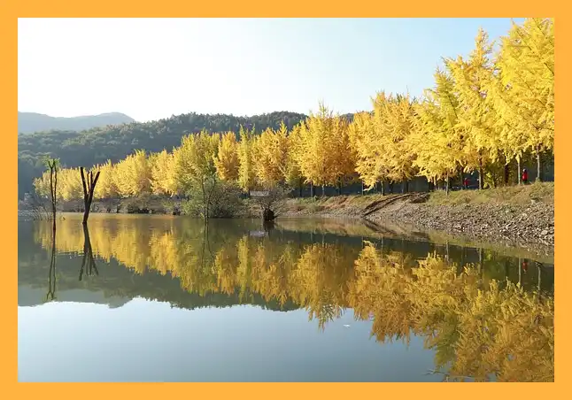 문광저수지 은행나무길