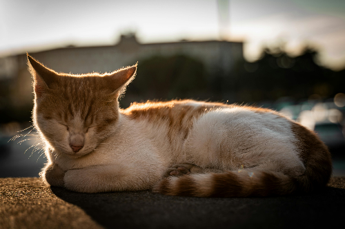 아데노신, 피로를 만드는 물질이 아니라 피로를 느끼게 하는 경고