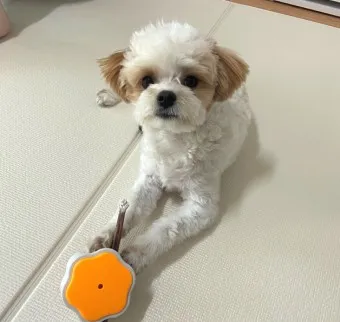 말티푸 단점 장점 성견 크기 분양가격_21