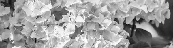 수국 삽목시기: 늦어도 8월