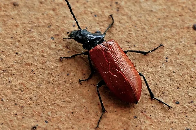 곤충 종류와 특징 생김새 습성 먹이 요약 정리_7
