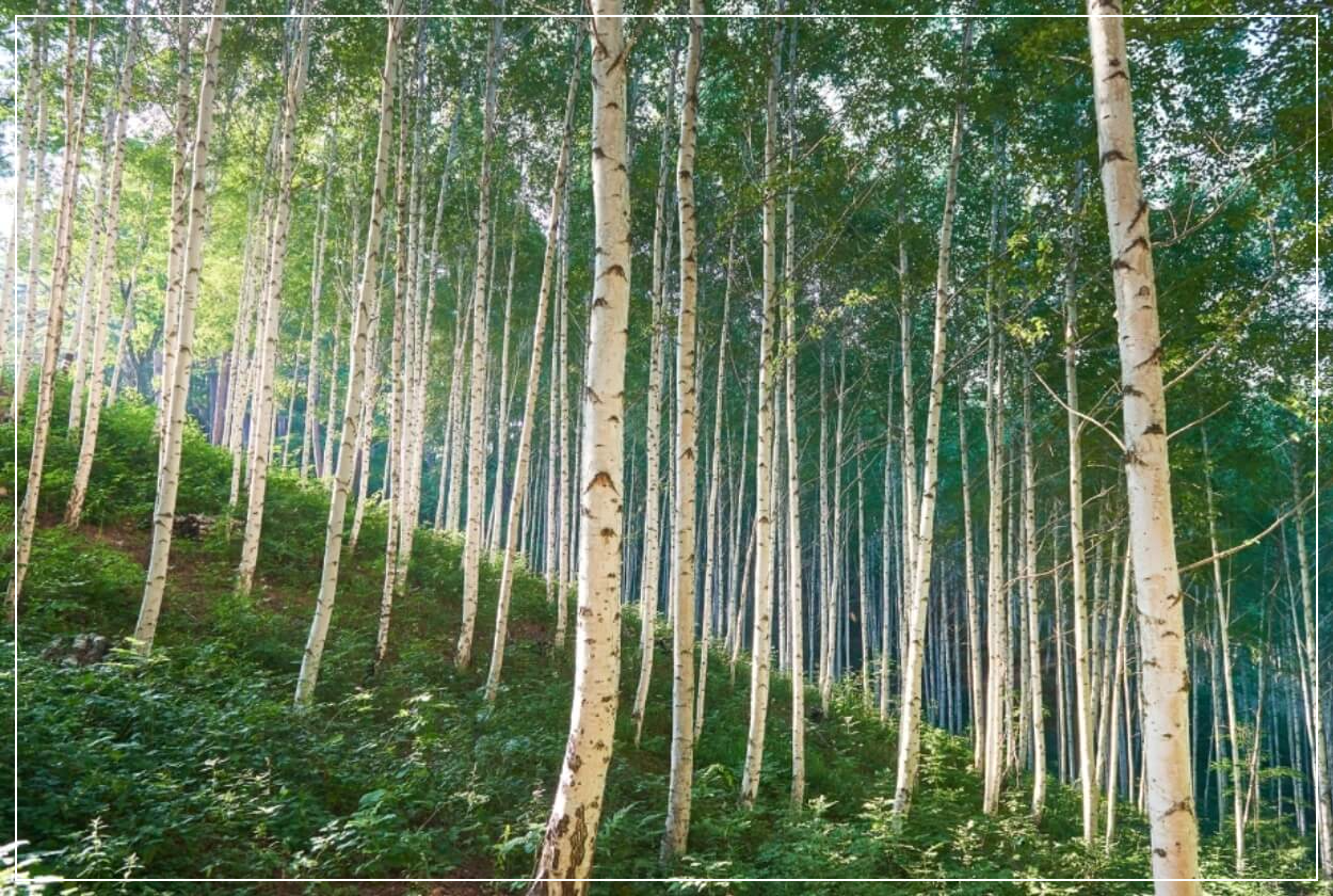 인제 가볼만한곳 베스트10 원대리 자작나무숲