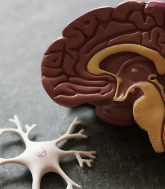 알츠하이머에 좋은 음식 영양제 식단