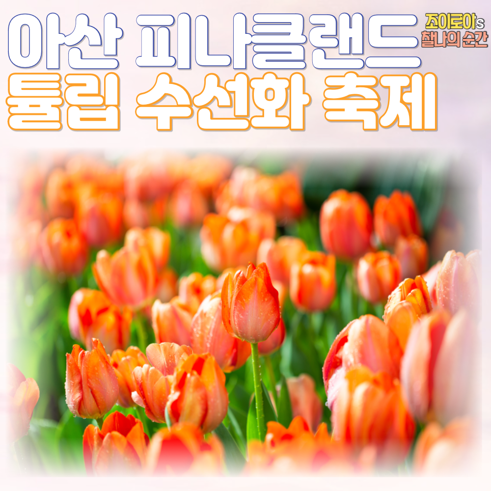 수선화축제, 아산 피나클랜드 수목원 튤립 축제