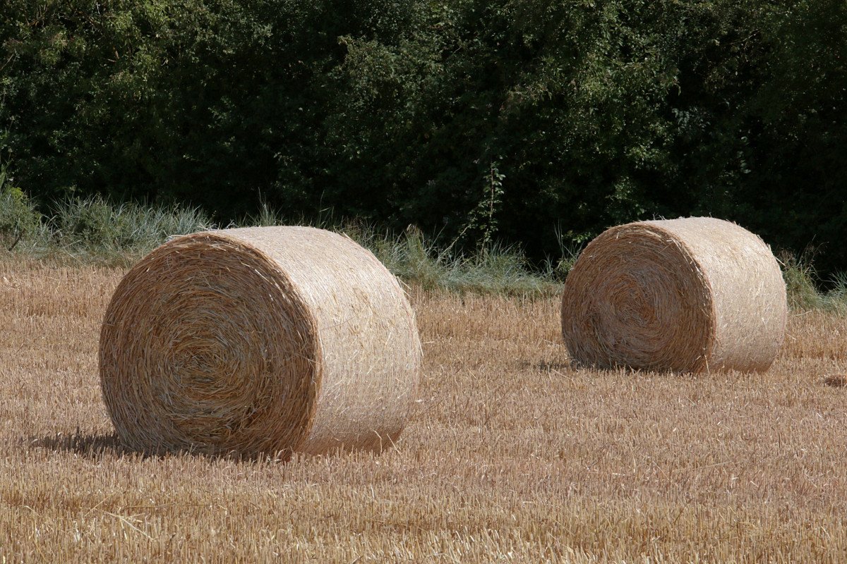 곤포 사일리지 사업의 전망