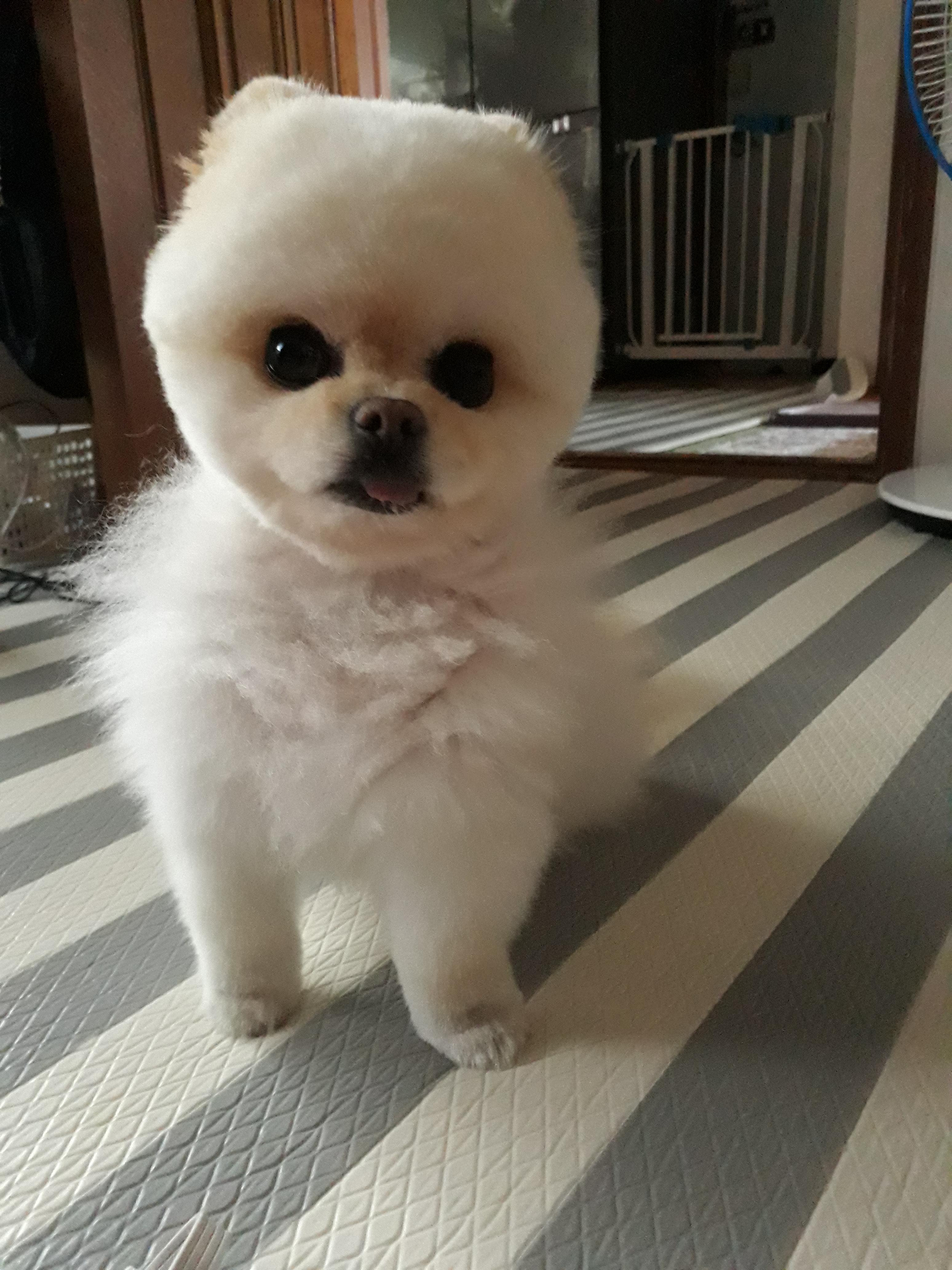 강아지가 싫어하는 행동 : 싫어하는 행동 23가지