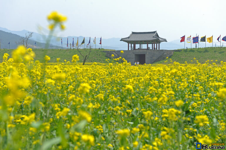 2025년서산해미읍성유채꽃밭사진