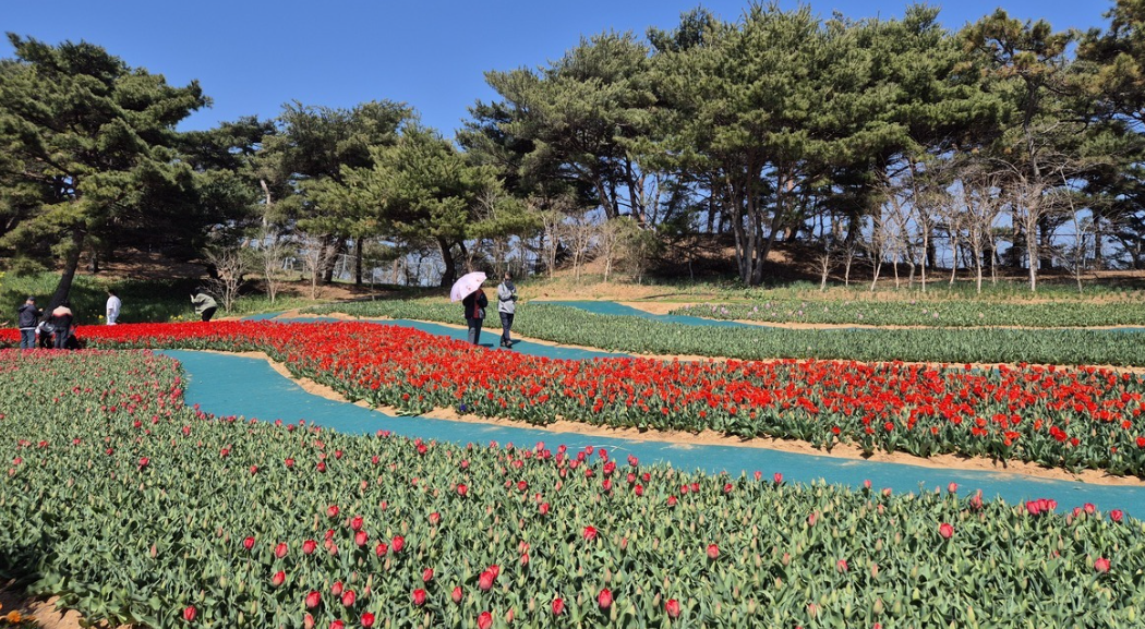 태안 튤립 축제 실시간 개화 상황