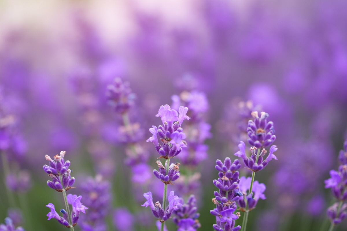 라벤더 효능
