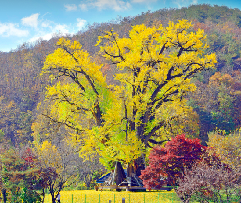 용계리 은행나무