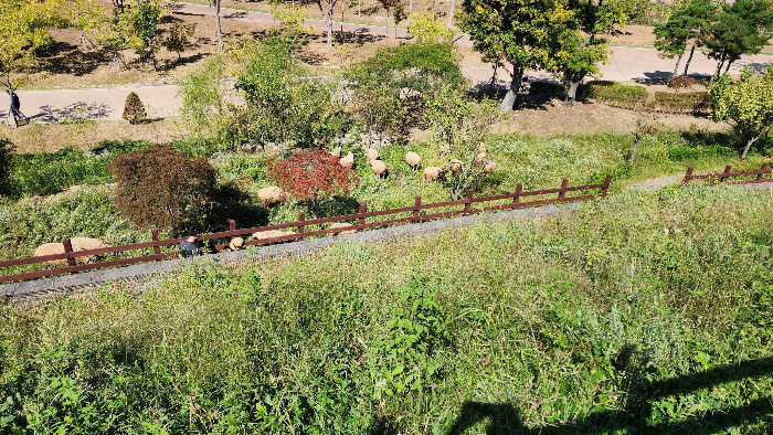 해운대 수목원 양떼