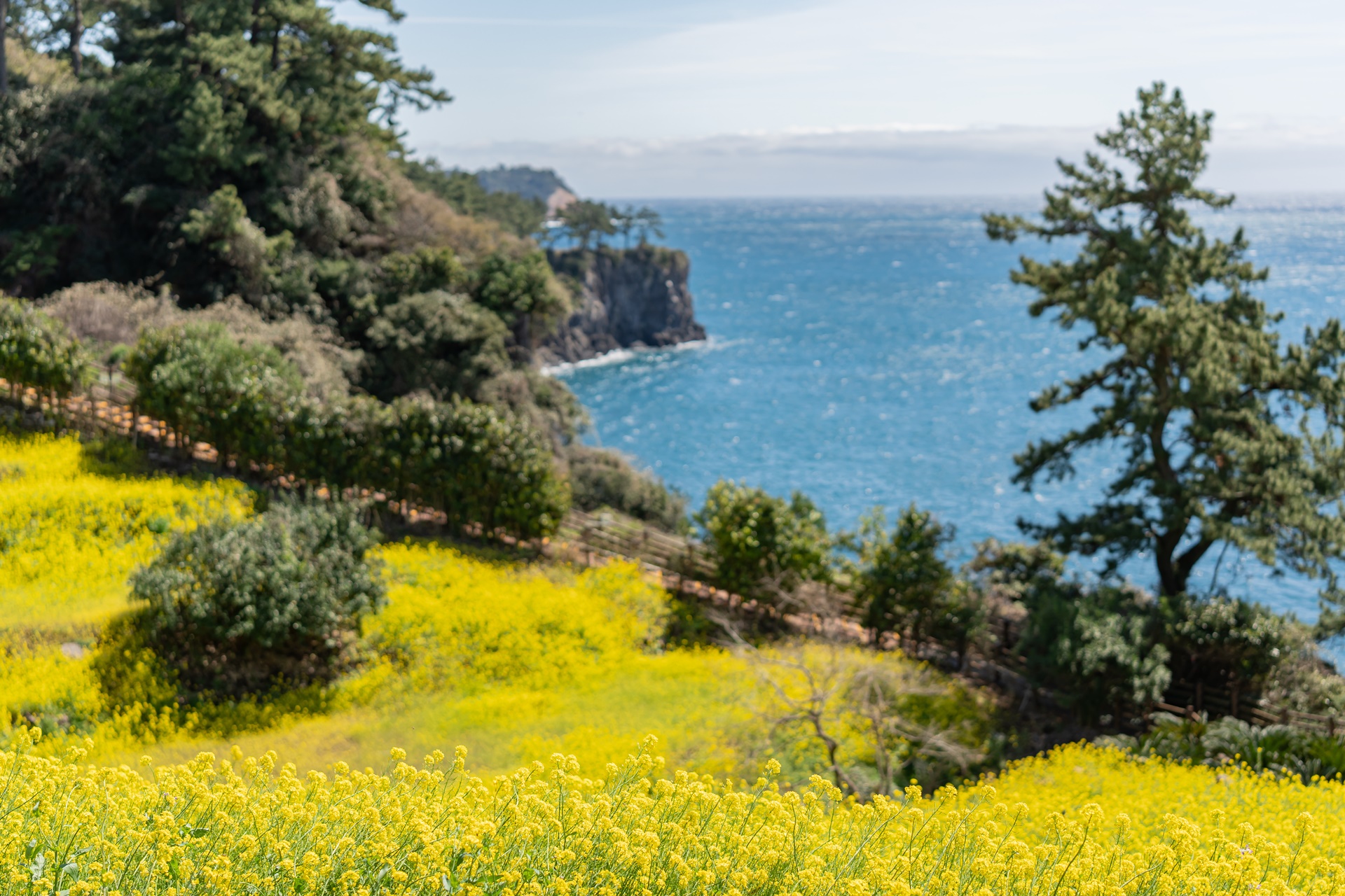 #JW가든 #JW메리어트제주 #댄싱두루미 #더플라잉호그 #아일랜드키친 #유채꽃 #제주사진 #제주여행 #제주유채꽃 #제주호텔