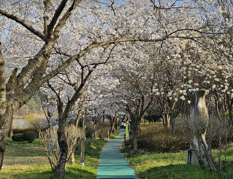 꽃빛드리축제 벚꽃