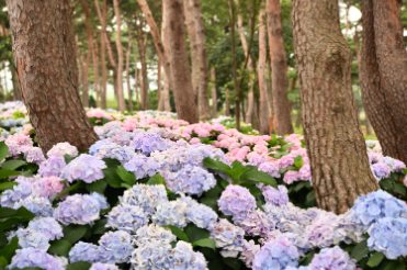 제주 휴애리 수국축제