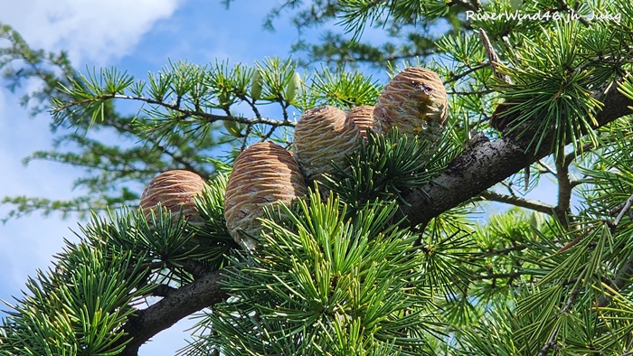 개잎갈나무,히말라야시다, Cedrus deodara 열매,솔방울